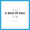 a kind of deer แปลว่า?, คำศัพท์ภาษาอังกฤษ a kind of deer แปลว่า ยอง ประเภท N หมวด N