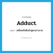 adduct แปลว่า?, คำศัพท์ภาษาอังกฤษ adduct แปลว่า เคลื่อนหรือดึงเข้าสู่แกนร่างกาย ประเภท VT หมวด VT