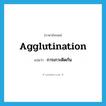 agglutination แปลว่า?, คำศัพท์ภาษาอังกฤษ agglutination แปลว่า การเกาะติดกัน ประเภท N หมวด N