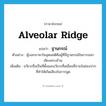 alveolar ridge แปลว่า?, คำศัพท์ภาษาอังกฤษ alveolar ridge แปลว่า ฐานกรณ์ ประเภท N ตัวอย่าง ผู้บอกภาษาในอุดมคติคือผู้ที่มีฐานกรณ์ในการออกเสียงครบถ้วน เพิ่มเติม อวัยวะซึ่งเป็นที่ตั้งและอวัยวะที่เคลื่อนที่ภายในช่องปากที่ทำให้เกิดเสียงในการพูด หมวด N