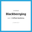 blackberrying แปลว่า?, คำศัพท์ภาษาอังกฤษ blackberrying แปลว่า การเก็บผล blackberry ประเภท N หมวด N