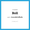 boll แปลว่า?, คำศัพท์ภาษาอังกฤษ boll แปลว่า ส่วนของต้นฝ้ายที่มีเมล็ด ประเภท N หมวด N