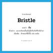 bristle แปลว่า?, คำศัพท์ภาษาอังกฤษ bristle แปลว่า ชัน ประเภท V ตัวอย่าง แมวจะชันขนขึ้นเมื่อรู้สึกถึงภัยที่ใกล้เข้ามา เพิ่มเติม ลักษณะที่ตั้งขึ้น เช่น ขนชัน หมวด V