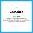 castrate แปลว่า?, คำศัพท์ภาษาอังกฤษ castrate แปลว่า ตอน ประเภท V ตัวอย่าง พ่อกำลังตอนต้นมะม่วงอยู่ในสวน เพิ่มเติม แยกกิ่งออกจากต้นเดิมเพื่อเอาไปปลูกโดยวิธีใช้มีดควั่นเอาเปลือกออกแล้วเอาดินพอกให้ออกราก หมวด V