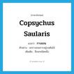 กางเขน ภาษาอังกฤษ?, คำศัพท์ภาษาอังกฤษ กางเขน แปลว่า Copsychus saularis ประเภท N ตัวอย่าง นกกางเขนเกาะอยู่บนต้นไม้ เพิ่มเติม ชื่อนกชนิดหนึ่ง หมวด N