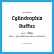 cylindrophis ruffus แปลว่า?, คำศัพท์ภาษาอังกฤษ cylindrophis ruffus แปลว่า ก้นขบ ประเภท N ตัวอย่าง งูก้นขบมีสีดำแกมม่วงมีลายขาวเป็นปล้องๆ หมวด N