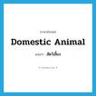 domestic animal แปลว่า?, คำศัพท์ภาษาอังกฤษ domestic animal แปลว่า สัตว์เลี้ยง ประเภท N หมวด N