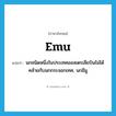 emu แปลว่า?, คำศัพท์ภาษาอังกฤษ emu แปลว่า นกชนิดหนึ่งในประเทศออสเตรเลียบินไม่ได้คล้ายกับนกกระจอกเทศ, นกอีมู ประเภท N หมวด N