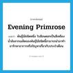 evening primrose แปลว่า?, คำศัพท์ภาษาอังกฤษ evening primrose แปลว่า พันธุ์ไม้ชนิดหนึ่ง ใบมีขนดอกเป็นสีเหลือง น้ำมันจากเมล็ดของพันธุ์ไม้ชนิดนี้สามารถนำมาทำยารักษาอาการหรือปัญหาเกี่ยวกับประจำเดือน ประเภท N หมวด N