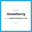 gooseberry แปลว่า?, คำศัพท์ภาษาอังกฤษ gooseberry แปลว่า ต้นไม้เตี้ยชนิดหนึ่งที่มีผลเล็กๆ กินได้ ประเภท N หมวด N