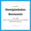 Hemipimlodus borneenis แปลว่า?, คำศัพท์ภาษาอังกฤษ Hemipimlodus borneenis แปลว่า อุก ประเภท N เพิ่มเติม ชื่อเรียกปลากดหลายชนิดในวงศ์ Ariidae ซึ่งเมื่อถูกจับขึ้นมาพ้นน้ำจะร้องเสียงอุกๆ หมวด N