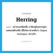 herring แปลว่า?, คำศัพท์ภาษาอังกฤษ herring แปลว่า ปลาทะเลชนิดหนึ่ง อาสัยอยู่ในมหาสมุทรแอตแลนติกเหนือ มีชื่อในภาษาละตินว่า Clupea harengus, ปลาเฮริง ประเภท N หมวด N