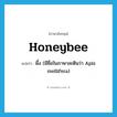 honeybee แปลว่า?, คำศัพท์ภาษาอังกฤษ honeybee แปลว่า ผึ้ง (มีชื่อในภาษาละตินว่า Apis mellifera) ประเภท N หมวด N