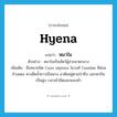 hyena แปลว่า?, คำศัพท์ภาษาอังกฤษ hyena แปลว่า หมาใน ประเภท N ตัวอย่าง หมาในเป็นสัตว์ผู้ล่าขนาดกลาง เพิ่มเติม ชื่อหมาชนิด Cuon alpinus ในวงศ์ Canidae สีค่อนข้างแดง หางสีคล้ำยาวเป็นพวง อาศัยอยู่ตามป่าทึบ ออกหากินเป็นฝูง เวลาเช้ามืดและพลบค่ำ หมวด N