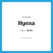 hyena แปลว่า?, คำศัพท์ภาษาอังกฤษ hyena แปลว่า หมาใน ประเภท N หมวด N