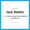 jack rabbit แปลว่า?, คำศัพท์ภาษาอังกฤษ jack rabbit แปลว่า กระต่ายขนาดใหญ่ในทวีปอเมริกาเหนือ มีหูและขาหลังยาวมาก ประเภท N หมวด N