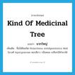 kind of medicinal tree แปลว่า?, คำศัพท์ภาษาอังกฤษ kind of medicinal tree แปลว่า มวกใหญ่ ประเภท N เพิ่มเติม ชื่อไม้ต้นชนิด Holarrhena antidysenterica Wall. ในวงศ์ Apocynaceae ดอกสีขาว กลิ่นหอม เปลือกใช้ทำยาได้ หมวด N