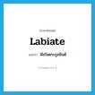 labiate แปลว่า?, คำศัพท์ภาษาอังกฤษ labiate แปลว่า พืชในตระกูลมินต์ ประเภท N หมวด N