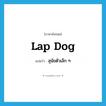 lap dog แปลว่า?, คำศัพท์ภาษาอังกฤษ lap dog แปลว่า สุนัขตัวเล็ก ๆ ประเภท N หมวด N