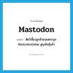 mastodon แปลว่า?, คำศัพท์ภาษาอังกฤษ mastodon แปลว่า สัตว์เลี้ยงลูกด้วยนมตระกูล Mastodontidae สูญพันธุ์แล้ว ประเภท N หมวด N