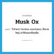 musk ox แปลว่า?, คำศัพท์ภาษาอังกฤษ musk ox แปลว่า วัวจำพวก Oxvibos moschatus, มีขนาดใหญ่ เขาโค้งและกลิ่นเหม็น ประเภท N หมวด N