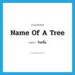 name of a tree แปลว่า?, คำศัพท์ภาษาอังกฤษ name of a tree แปลว่า ร้อยลิ้น ประเภท N หมวด N