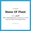 name of plant แปลว่า?, คำศัพท์ภาษาอังกฤษ name of plant แปลว่า ธูปฤาษี ประเภท N เพิ่มเติม ชื่อไม้ล้มลุกชนิด Typha angustifolia Linn. ในวงศ์ Typhaceae ขึ้นในน้ำ ช่อดอกคล้ายธูปขนาดใหญ่ หมวด N