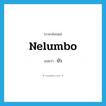 nelumbo แปลว่า?, คำศัพท์ภาษาอังกฤษ nelumbo แปลว่า บัว ประเภท N หมวด N