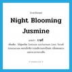 Night blooming jusmine แปลว่า?, คำศัพท์ภาษาอังกฤษ Night blooming jusmine แปลว่า ราตรี ประเภท N เพิ่มเติม ไม้พุ่มชนิด Cestrum nocturnum Linn. ในวงศ์ Solanaceae ดอกเล็กสีขาวปนเขียวออกเป็นช่อ กลิ่นหอมแรงเฉพาะเวลากลางคืน หมวด N