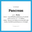 &#34;ตับอ่อน&#34; (n), คำศัพท์ภาษาอังกฤษ ตับอ่อน แปลว่า pancreas ประเภท N ตัวอย่าง คนขณะมีชีวิตมีตับอ่อนสีเหลืองนุ่ม รูปร่างคล้ายตัวลูกน้ำยาวประมาณ 12.5 – 15 เซนติเมตร เพิ่มเติม ต่อมของระบบทางเดินอาหารของคนและสัตว์ อยู่ในช่องท้อง ทำหน้าที่สร้างและขับน้ำย่อยอาหาร สร้างอินซูลิน หมวด N