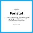 parietal แปลว่า?, คำศัพท์ภาษาอังกฤษ parietal แปลว่า ประกอบด้วยผนังหุ้ม, เกี่ยวกับกระดูกหลังหรือด้านข้างของกะโหลกศีรษะ ประเภท ADJ หมวด ADJ