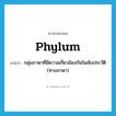 phylum แปลว่า?, คำศัพท์ภาษาอังกฤษ phylum แปลว่า กลุ่มภาษาที่มีความเกี่ยวข้องกันในเชิงประวัติ (ทางภาษา) ประเภท N หมวด N