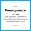 ทับทิม ภาษาอังกฤษ?, คำศัพท์ภาษาอังกฤษ ทับทิม แปลว่า pomegranate ประเภท N ตัวอย่าง ทับทิมเป็นต้นไม้ที่ดี ตามความเชื่อของชาวจีน เพิ่มเติม ชื่อไม้พุ่มชนิด Punica granatum Linn. ในวงศ์ Punicaceae เนื้อที่หุ้มเมล็ดสีแดงใสคล้ายพลอยทับทิม กินได้ เปลือกของต้น ของผล และของราก ใช้ทำยาได้ หมวด N