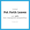 put forth leaves แปลว่า?, คำศัพท์ภาษาอังกฤษ put forth leaves แปลว่า แตกใบ ประเภท V ตัวอย่าง ผักบุ้งของคุณสวยจริงๆ แตกยอดแตกใบเร็วจังเลย หมวด V