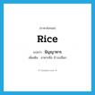 rice แปลว่า?, คำศัพท์ภาษาอังกฤษ rice แปลว่า ธัญญาหาร ประเภท N เพิ่มเติม อาหารคือ ข้าวเปลือก หมวด N