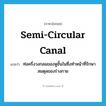 semi-circular canal แปลว่า?, คำศัพท์ภาษาอังกฤษ semi-circular canal แปลว่า ท่อครึ่งวงกลมของหูชั้นในซึ่งทำหน้าที่รักษาสมดุลของร่างกาย ประเภท N หมวด N