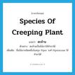 species of creeping plant แปลว่า?, คำศัพท์ภาษาอังกฤษ species of creeping plant แปลว่า ตะค้าน ประเภท N ตัวอย่าง ตะค้านเป็นไม้เถาใช้ทำยาได้ เพิ่มเติม ชื่อไม้เถาชนิดหนึ่งในสกุล Piper วงศ์ Piperaceae ใช้ทำยาได้ หมวด N