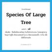 species of large tree แปลว่า?, คำศัพท์ภาษาอังกฤษ species of large tree แปลว่า แต้ ประเภท N เพิ่มเติม ชื่อต้นไม้ขนาดใหญ่ ใบเป็นใบประกอบ ใบย่อยคู่ปลายใหญ่กว่าคู่อื่น ฝักแบนค่อนข้างบาง มีหนามแหลมทั้ง 2 ด้าน เนื้อไม้สีน้ำตาลเข้ม หมวด N