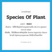 species of plant แปลว่า?, คำศัพท์ภาษาอังกฤษ species of plant แปลว่า พนอง ประเภท N ตัวอย่าง ไม้ที่สำคัญในป่าเบญจพรรณก็ม เช่น ยาง ชุมแพรก กระบาก พนอง เพิ่มเติม ชื่อไม้ต้นขนาดใหญ่ชนิด Shorea hypochra Hance ในวงศ์ Dipterocarpaceae ชันใช้ยาเรือและอื่นๆ หมวด N