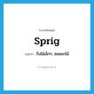 sprig แปลว่า?, คำศัพท์ภาษาอังกฤษ sprig แปลว่า กิ่งไม้เล็กๆ, ช่อดอกไม้ ประเภท N หมวด N