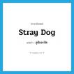 stray dog แปลว่า?, คำศัพท์ภาษาอังกฤษ stray dog แปลว่า สุนัขจรจัด ประเภท N หมวด N