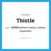 thistle แปลว่า?, คำศัพท์ภาษาอังกฤษ thistle แปลว่า พืชไม้มีหนามจำพวก Cirsium, Carduus, Onopordum ประเภท N หมวด N