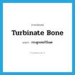 turbinate bone แปลว่า?, คำศัพท์ภาษาอังกฤษ turbinate bone แปลว่า กระดูกเทอร์บิเนต ประเภท N หมวด N