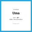 Uma แปลว่า?, คำศัพท์ภาษาอังกฤษ Uma แปลว่า อุมา ประเภท N เพิ่มเติม ชื่อชายาของพระอิศวร หมวด N