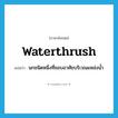 waterthrush แปลว่า?, คำศัพท์ภาษาอังกฤษ waterthrush แปลว่า นกชนิดหนึ่งที่ชอบอาศัยบริเวณแหล่งน้ำ ประเภท N หมวด N