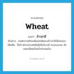 wheat แปลว่า?, คำศัพท์ภาษาอังกฤษ wheat แปลว่า ข้าวสาลี ประเภท N ตัวอย่าง เกษตรกรเตรียมเพิ่มผลผลิตของข้าวสาลีเพื่อส่งออก เพิ่มเติม ชื่อข้าวต่างประเทศพันธุ์หนึ่งในวงศ์ Gramineae มักบดละเอียดเป็นแป้งทำขนมปัง หมวด N