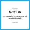 wolffish แปลว่า?, คำศัพท์ภาษาอังกฤษ wolffish แปลว่า ปลาขนาดใหญ่จำพวก Anarhichas, อยู่ในแถบแอตแลนติกตอนเหนือ ประเภท N หมวด N