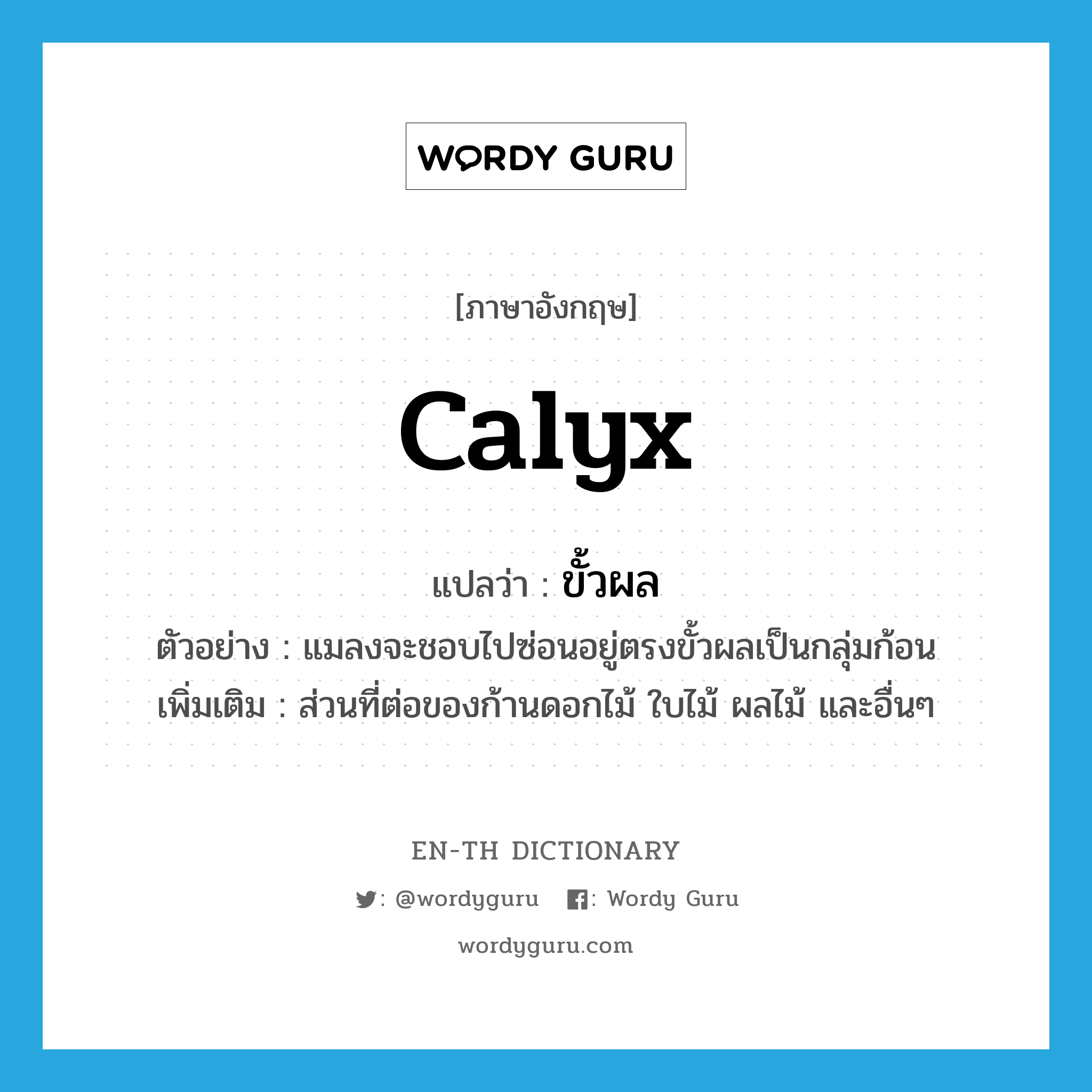 calyx แปลว่า?, คำศัพท์ภาษาอังกฤษ calyx แปลว่า ขั้วผล ประเภท N ตัวอย่าง แมลงจะชอบไปซ่อนอยู่ตรงขั้วผลเป็นกลุ่มก้อน เพิ่มเติม ส่วนที่ต่อของก้านดอกไม้ ใบไม้ ผลไม้ และอื่นๆ หมวด N