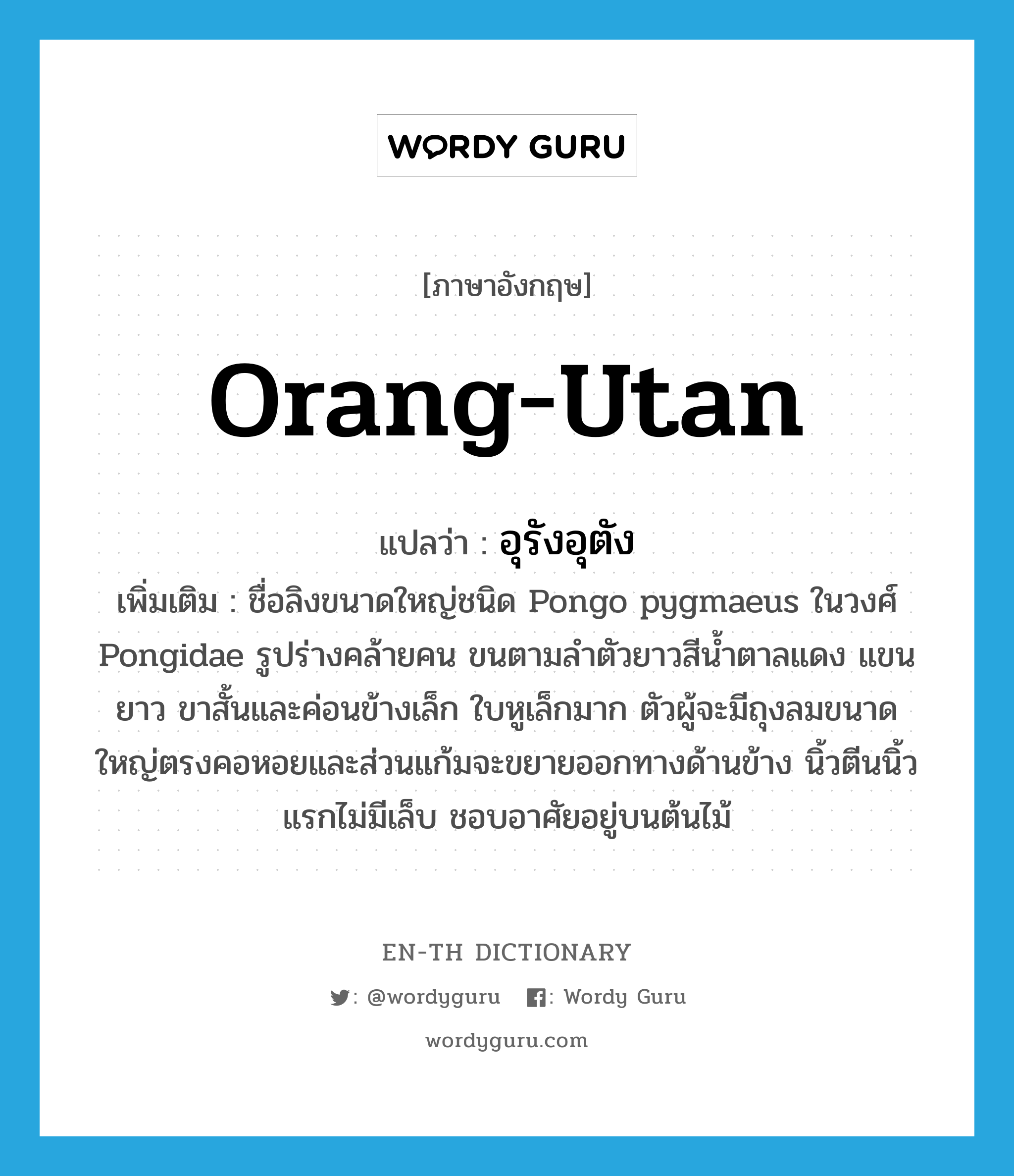 orang-utan แปลว่า?, คำศัพท์ภาษาอังกฤษ orang-utan แปลว่า อุรังอุตัง ประเภท N เพิ่มเติม ชื่อลิงขนาดใหญ่ชนิด Pongo pygmaeus ในวงศ์ Pongidae รูปร่างคล้ายคน ขนตามลำตัวยาวสีน้ำตาลแดง แขนยาว ขาสั้นและค่อนข้างเล็ก ใบหูเล็กมาก ตัวผู้จะมีถุงลมขนาดใหญ่ตรงคอหอยและส่วนแก้มจะขยายออกทางด้านข้าง นิ้วตีนนิ้วแรกไม่มีเล็บ ชอบอาศัยอยู่บนต้นไม้ หมวด N