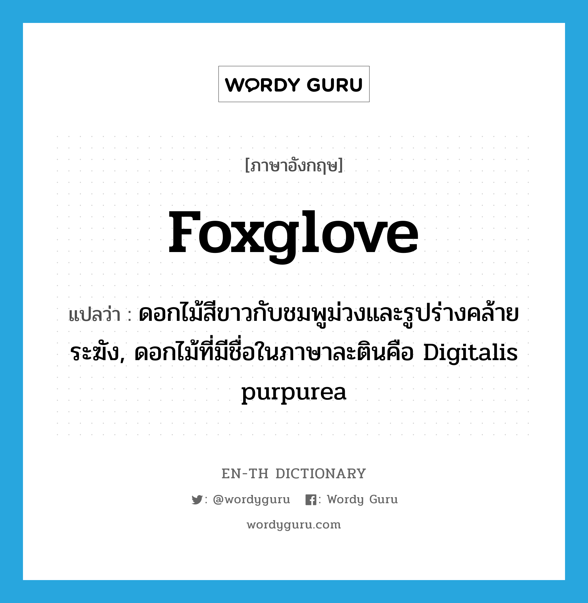 foxglove แปลว่า?, คำศัพท์ภาษาอังกฤษ foxglove แปลว่า ดอกไม้สีขาวกับชมพูม่วงและรูปร่างคล้ายระฆัง, ดอกไม้ที่มีชื่อในภาษาละตินคือ Digitalis purpurea ประเภท N หมวด N